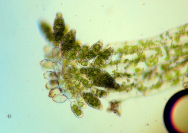 Pteridaceae Radiovittaria stipitata