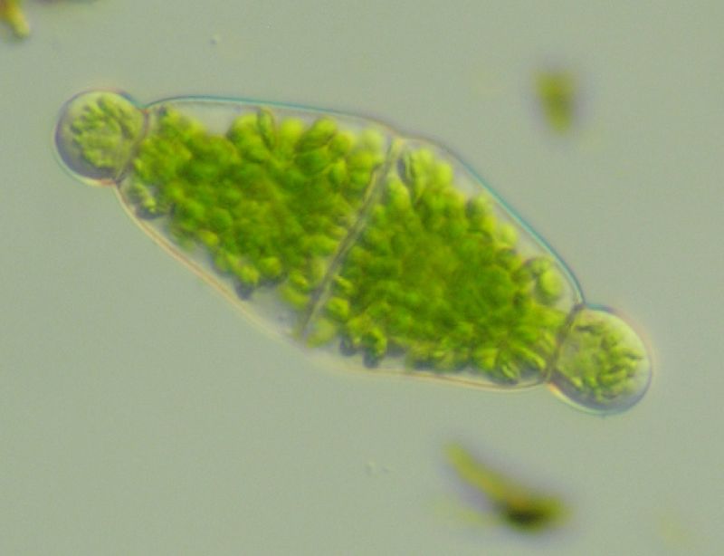Pteridaceae Radiovittaria stipitata