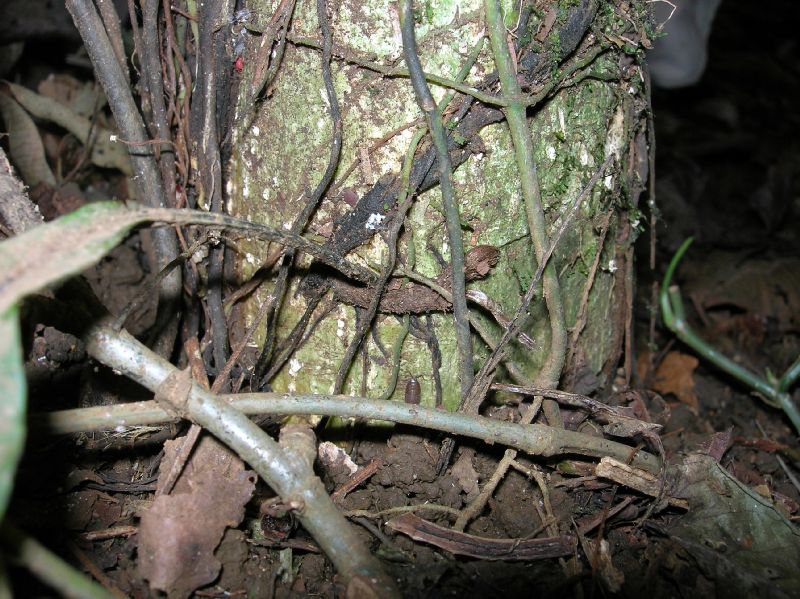 Lomariopsidaceae Mickelia nicotianifolia