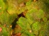 image of Campyloneurum brevifolium