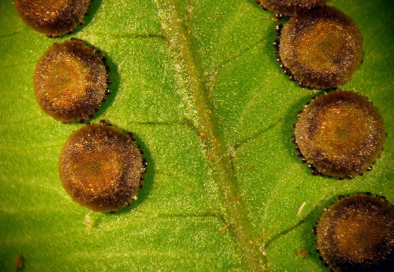Lomariopsidaceae Cyclopeltis semicordata