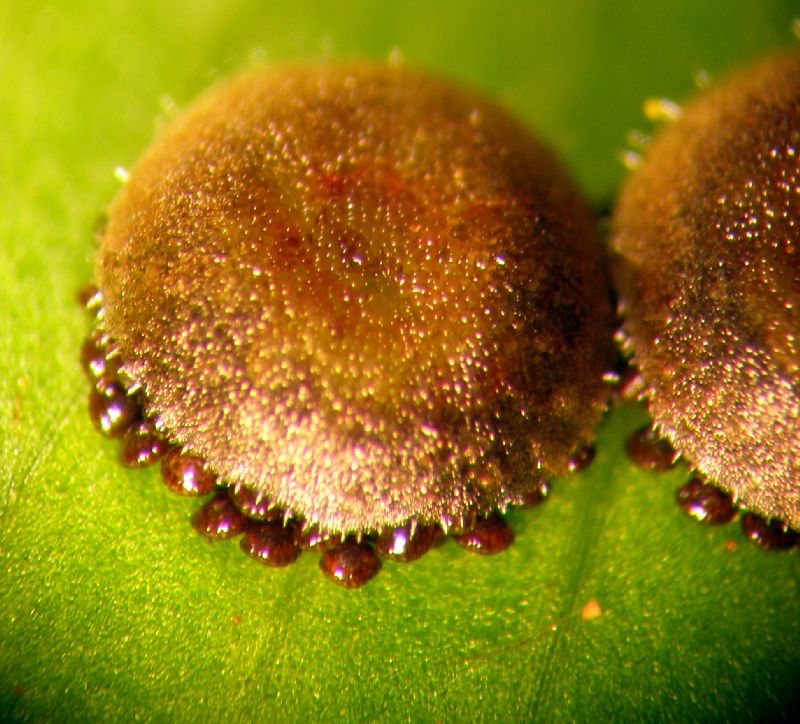 Lomariopsidaceae Cyclopeltis semicordata