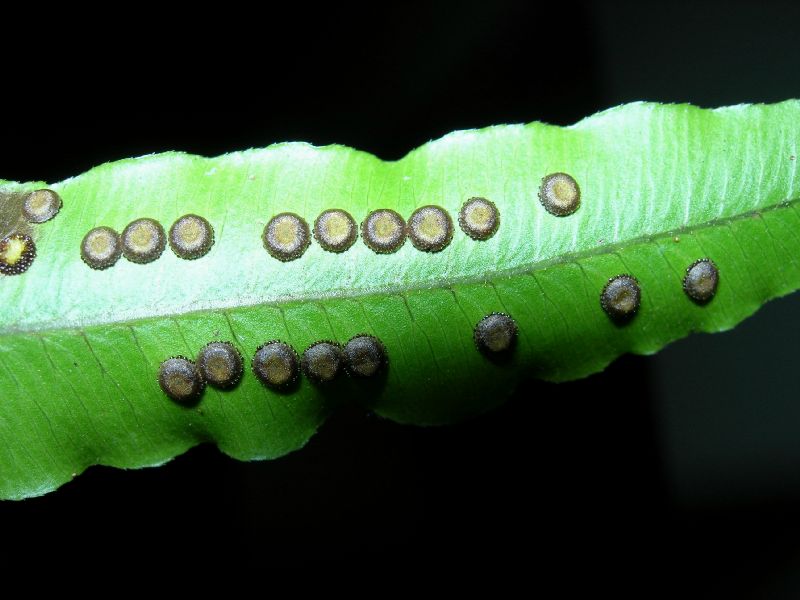 Lomariopsidaceae Cyclopeltis semicordata