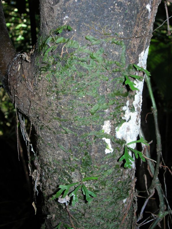 Lomariopsidaceae Lomariopsis vestita