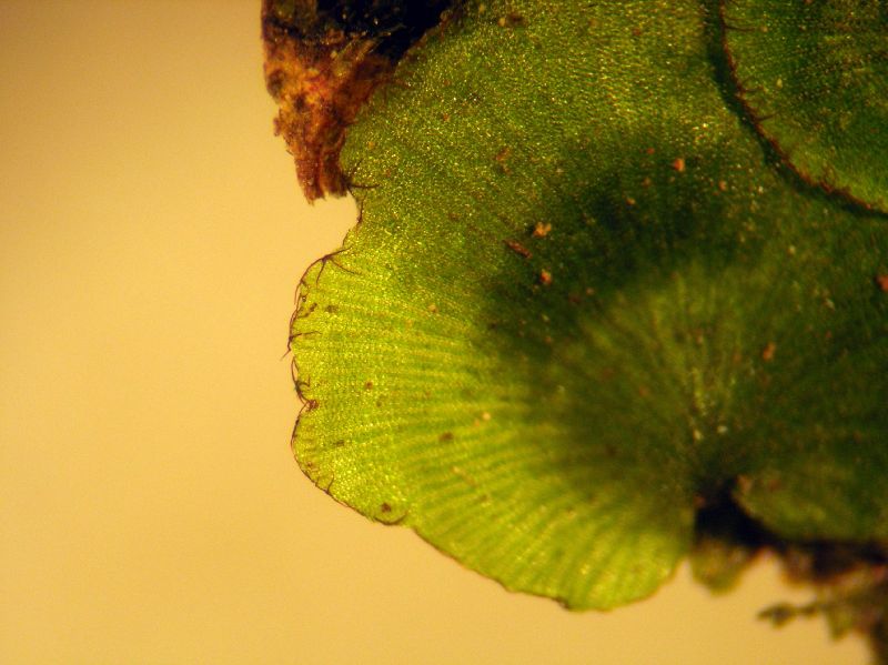 Hymenophyllaceae Didymoglossum punctatum
