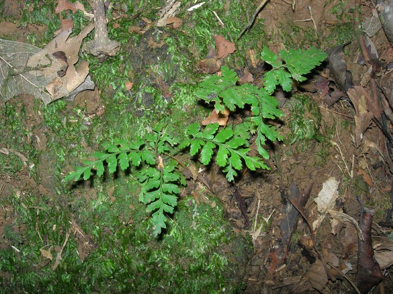 Dryopteridaceae Polybotrya caudata