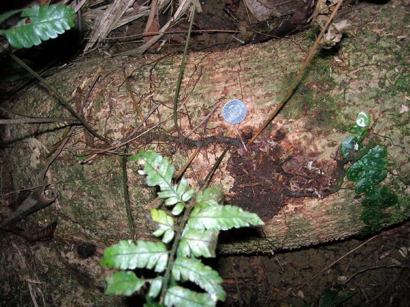 Dryopteridaceae Polybotrya caudata