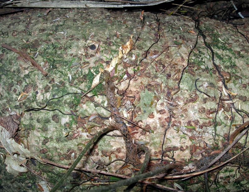 Dryopteridaceae Polybotrya caudata