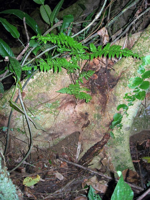 Dryopteridaceae Polybotrya osmundacea