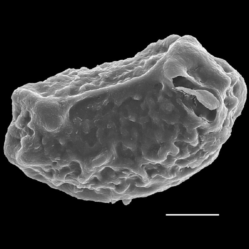 Dryopteridaceae Rumohra adiantiformis