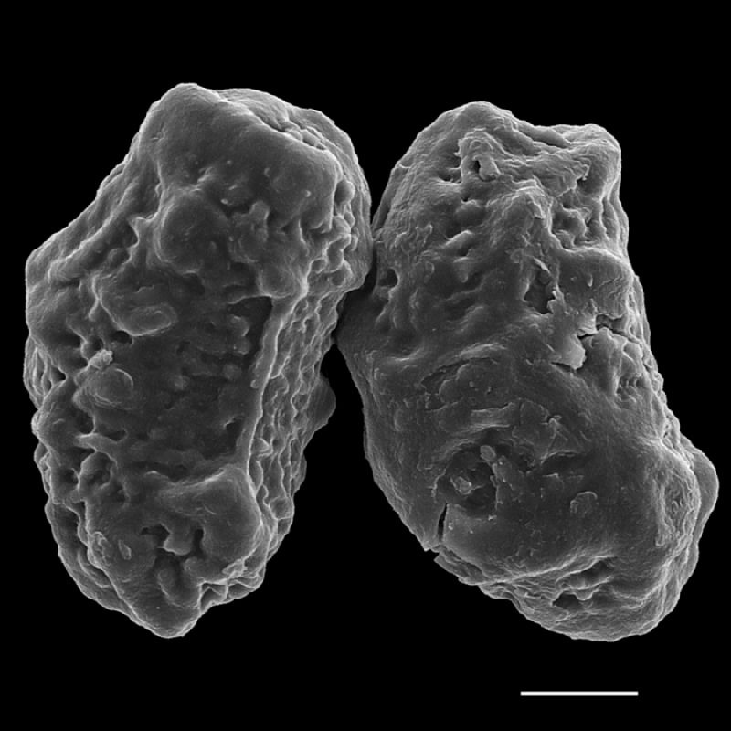 Dryopteridaceae Rumohra adiantiformis