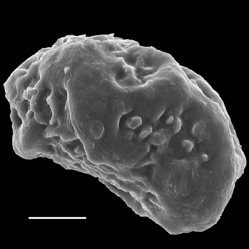 Dryopteridaceae Rumohra adiantiformis