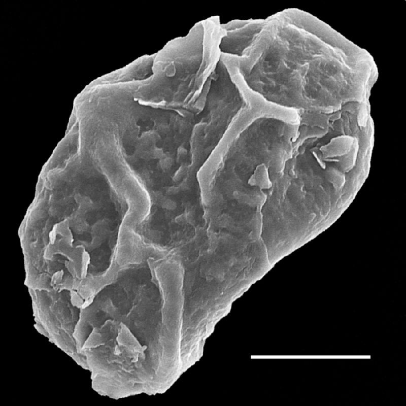 Dryopteridaceae Rumohra linearisquamata