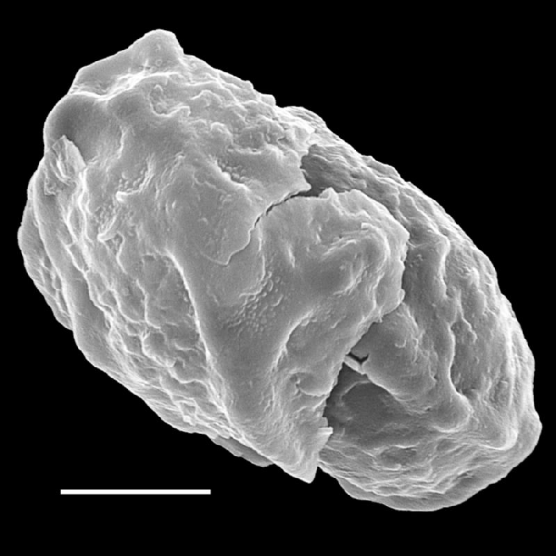 Dryopteridaceae Rumohra lokohensis