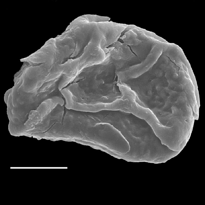 Dryopteridaceae Rumohra lokohensis