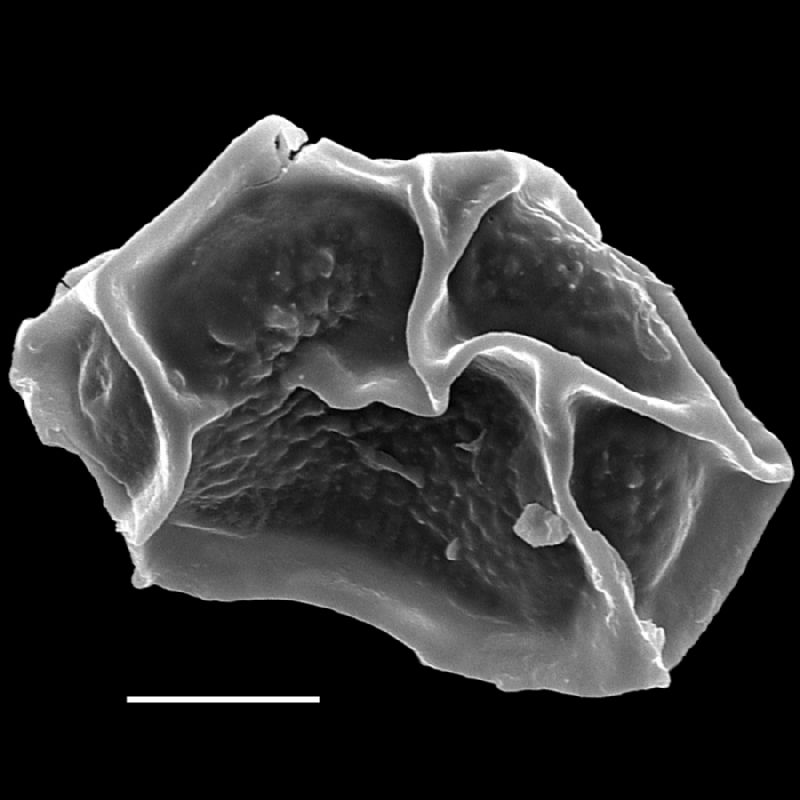 Dryopteridaceae Rumohra madagascarica
