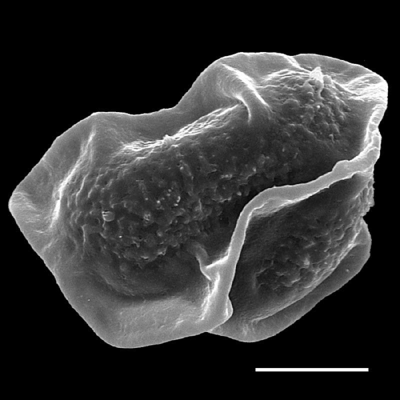 Dryopteridaceae Rumohra madagascarica