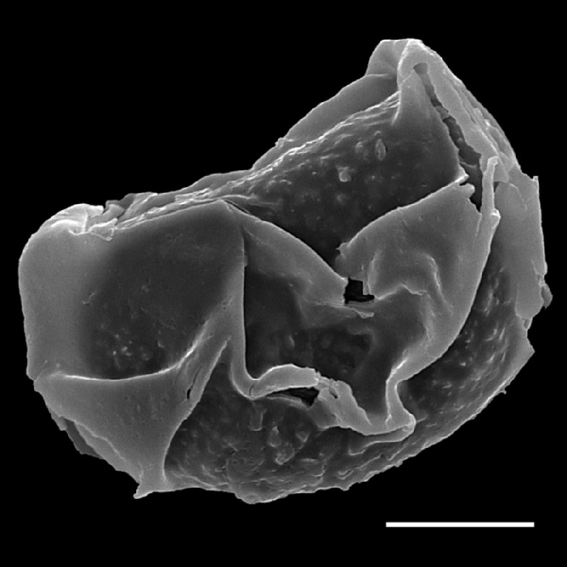 Dryopteridaceae Rumohra madagascarica