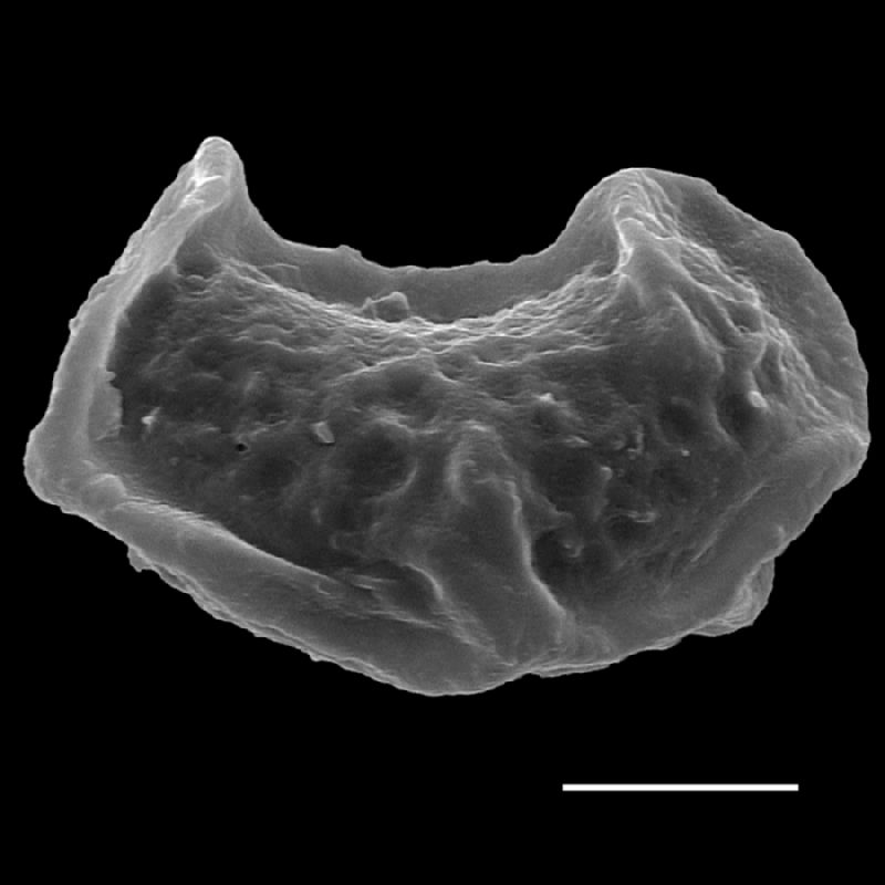 Dryopteridaceae Rumohra madagascarica