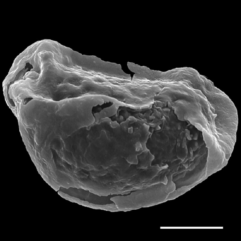 Dryopteridaceae Rumohra madagascarica