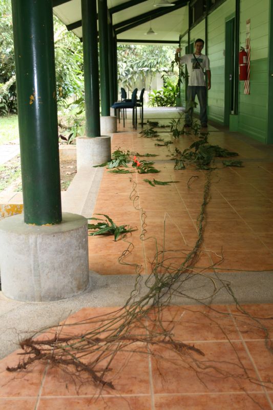 Blechnaceae Salpichlaena papyrus