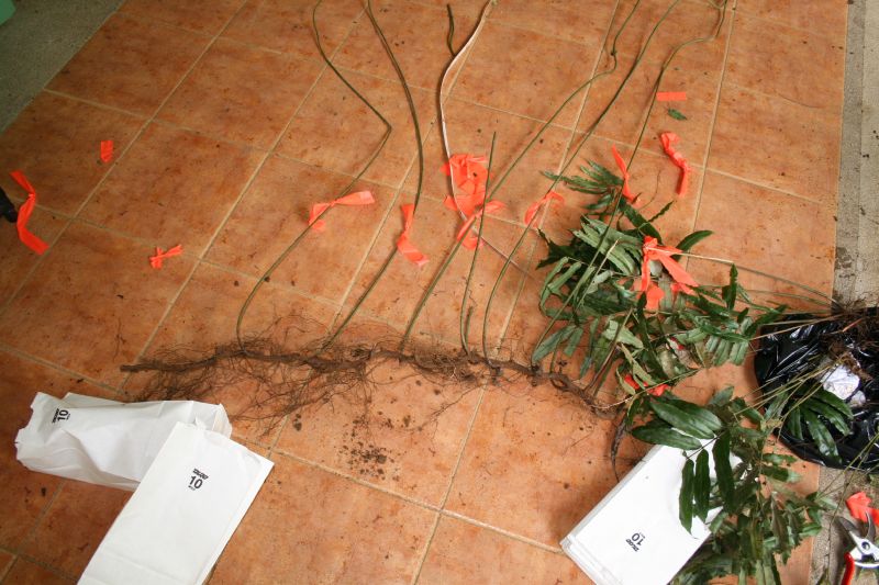 Blechnaceae Salpichlaena papyrus