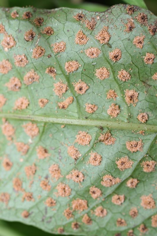 Tectariaceae Tectaria moranii