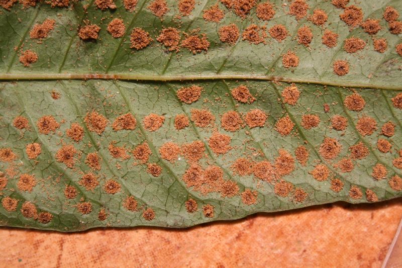 Tectariaceae Tectaria moranii