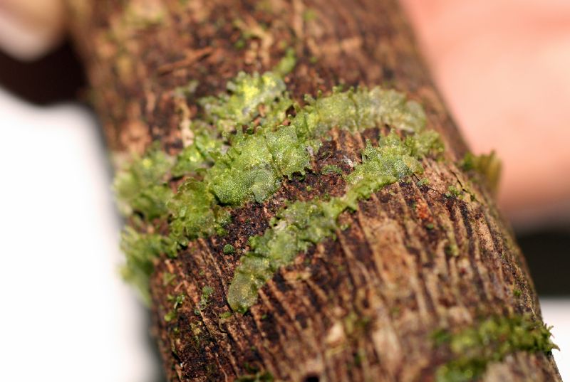 Pteridaceae Radiovittaria stipitata