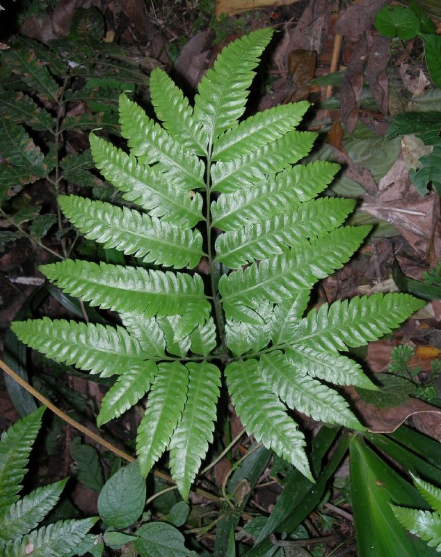 Pteridaceae Pteris propinqua