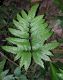image of Pteris propinqua