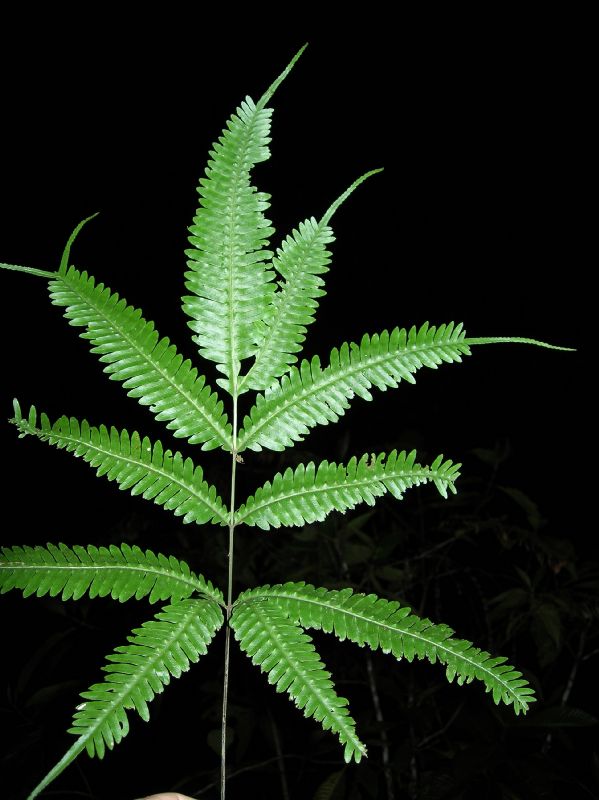 Pteridaceae Pteris pungens