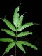 image of Pteris pungens