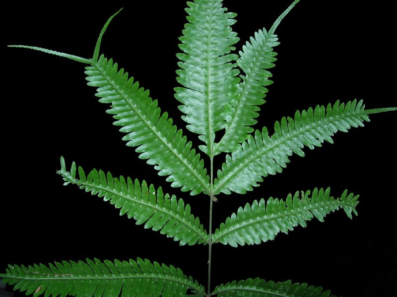Pteridaceae Pteris pungens