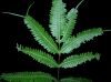 image of Pteris pungens