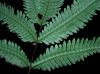 image of Pteris pungens