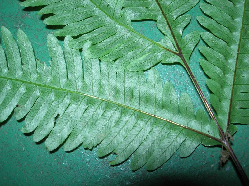 Pteridaceae Pteris pungens