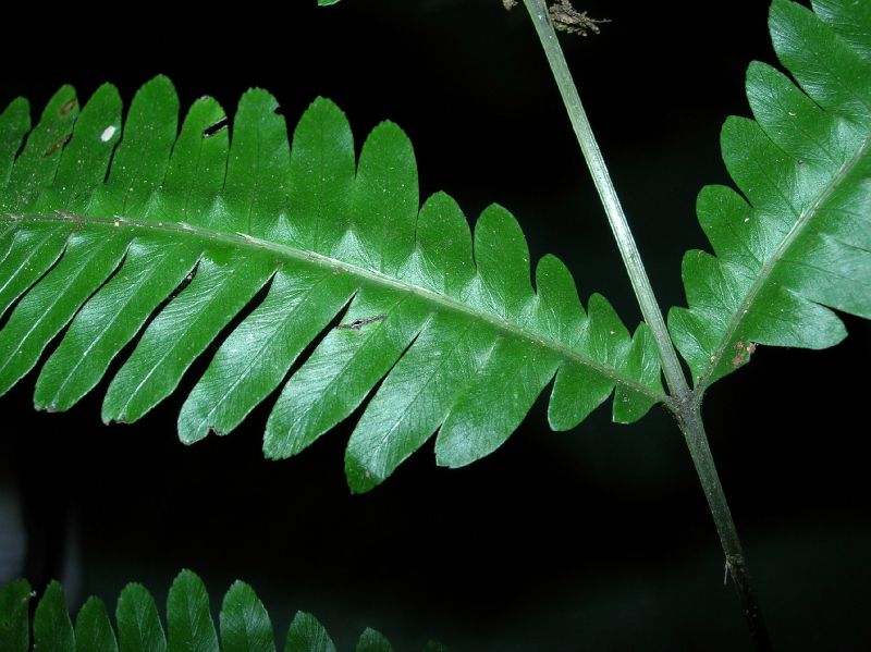 Pteridaceae Pteris pungens