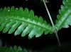 image of Pteris pungens