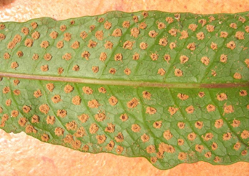Tectariaceae Tectaria moranii