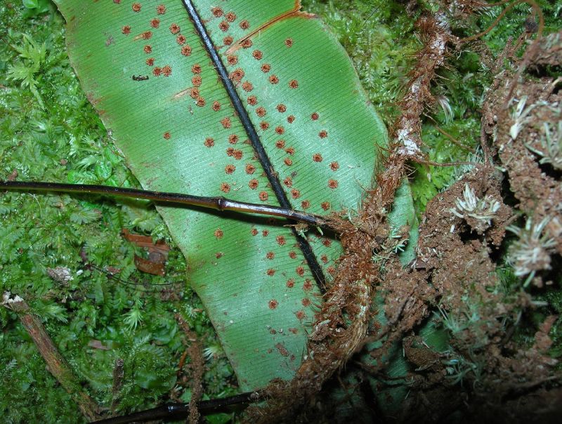 Oleandraceae Oleandra bradei
