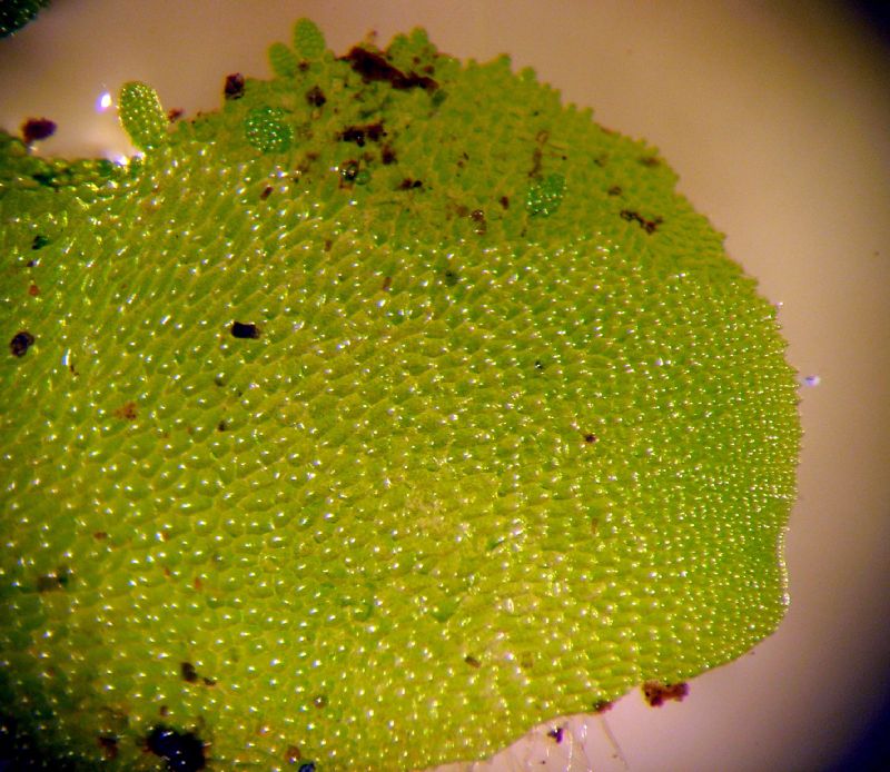 Aspleniaceae Hymenasplenium riparium