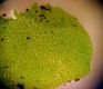 image of Hymenasplenium riparium