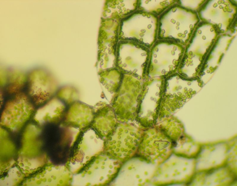 Aspleniaceae Hymenasplenium riparium