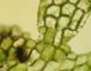 image of Hymenasplenium riparium