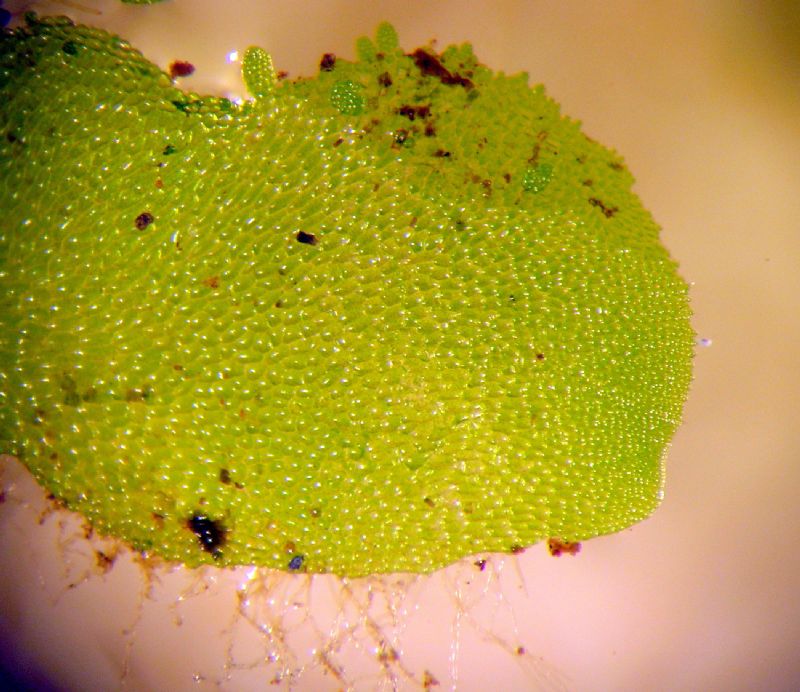 Aspleniaceae Hymenasplenium riparium