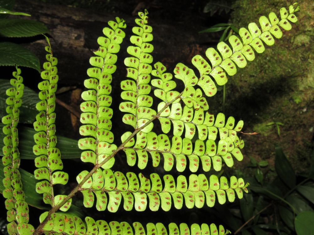 Hypodematiaceae Didymochlaena truncatula