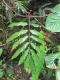image of Salpichlaena volubilis
