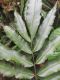 image of Salpichlaena volubilis
