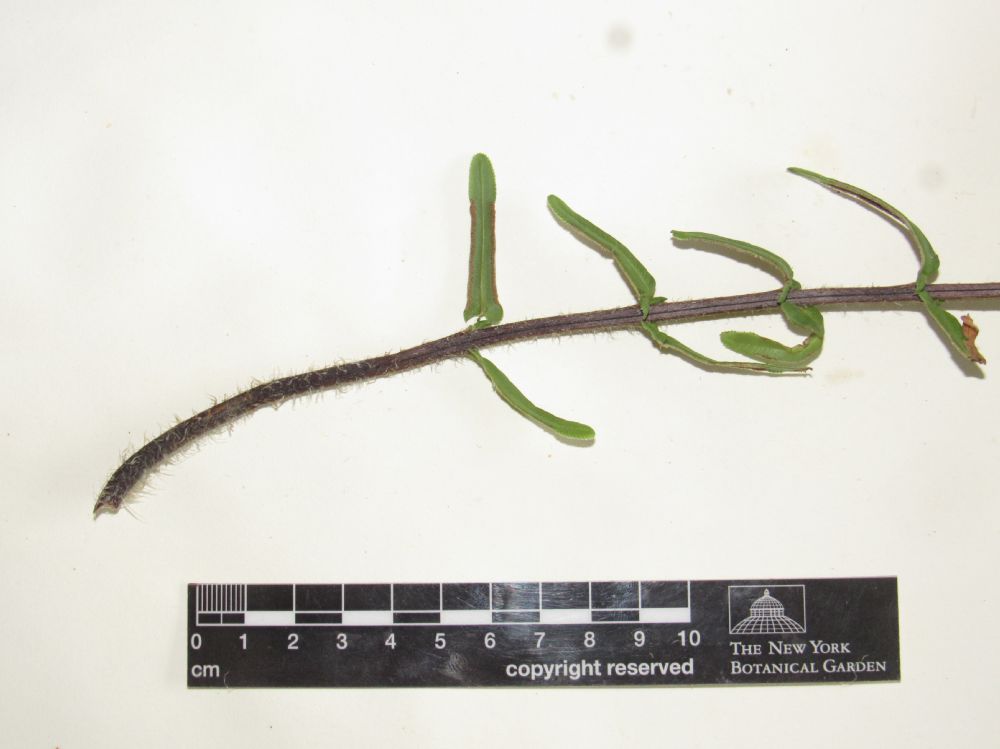 Pteridaceae Pteris vittata